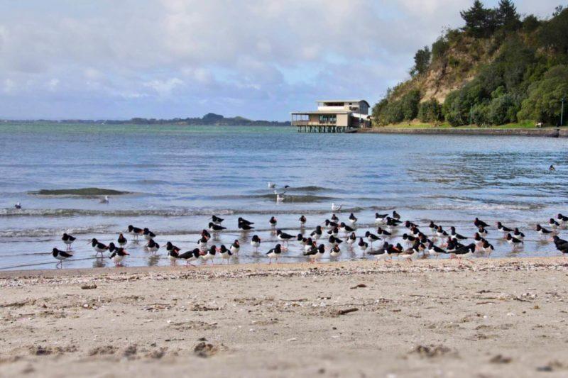 uccelli nella baia di Auckland
