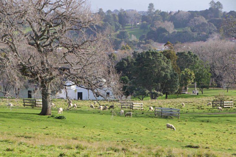 pecore a One Tree Hill