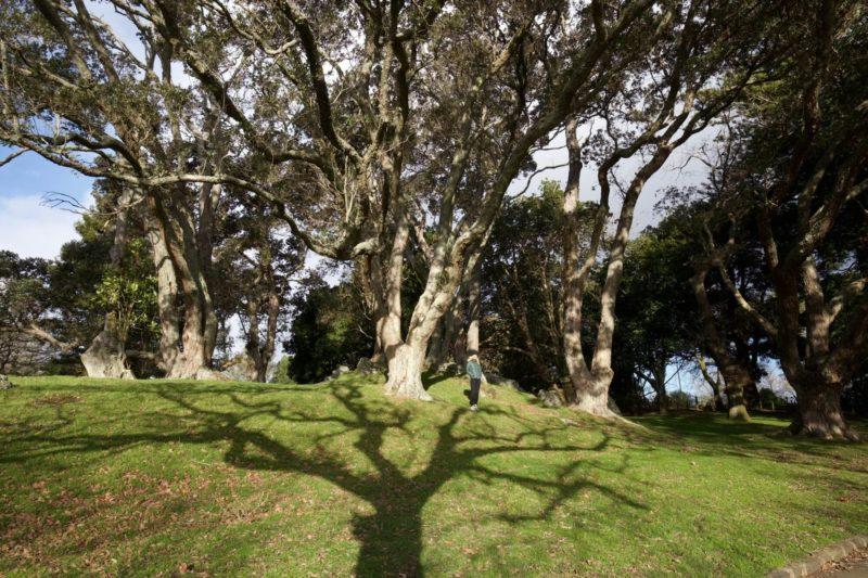 gli alberi di One Tree Hill-Auckland cosa vedere in 24 ore