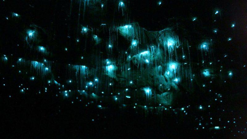 Waitomo Caves